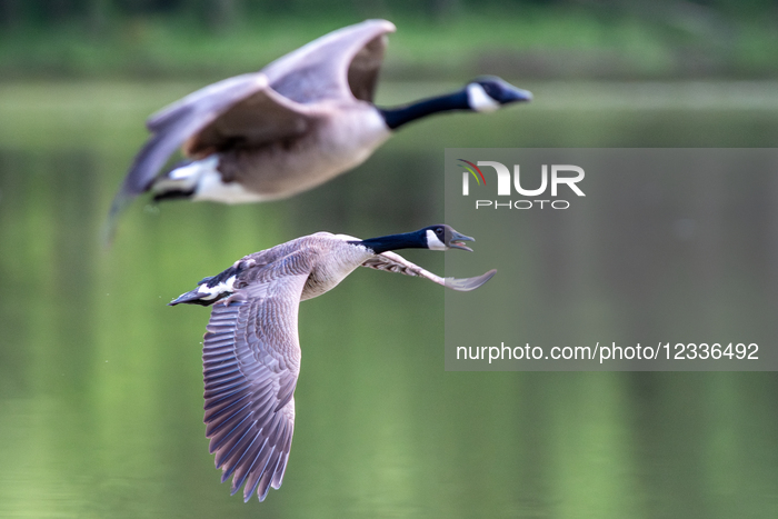 American White Pelicans At The Oxbow Nature Conservancy