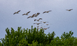 American White Pelicans are seen in flight at the Oxbow Nature Conservancy in Lawrenceburg...