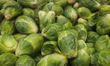 EDMONTON, CANADA - MAY 7: A presentation of fresh Brussels sprout in a grocery store, pho...