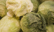 EDMONTON, CANADA - MAY 7: A presentation of fresh cabbage in a grocery store, photographe...