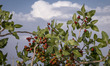 A view of a pistachio farm on a roadside near the city of Sirjan in Sirjan County in Kerma...