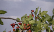 A view of a pistachio farm on a roadside near the city of Sirjan in Sirjan County in Kerma...