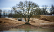 A protected standalone tree is on a construction site for the A69 highway. Before the work...