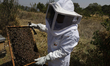 Martha Flores Garcia, a beekeeper, works with bees and breeding chambers between the borde...