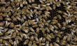 Bees are in breeding chambers between the borders of Mexico City, Mexico, and the State of...