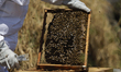Martha Flores Garcia, a beekeeper, works with bees and breeding chambers between the borde...