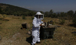 Martha Flores Garcia, a beekeeper, works with bees and breeding chambers between the borde...