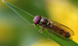 A hoverfly rests on a blade of grass in Toronto, Ontario, Canada, on May 14, 2025. 