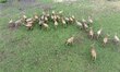 Elk herds forage in Zhenhu National Wetland Park in Taizhou City, Jiangsu Province, China,...