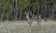 KANANASKIS, CANADA - MAY 21:Two deers seen near the checkpoint is seen near Kananaskis Vi...