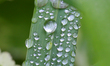 Raindrops rest on a blade of grass during a rainy day in Toronto, Ontario, Canada, on May...