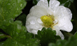 Raindrops fall on a strawberry plant during a rainy day in Toronto, Ontario, Canada, on Ma...