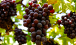 Egyptian farmers harvest grapes in Wadi El Natrun, Beheira Governorate, Egypt, on May 31,...