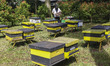 A beekeeper inspects a beehive at the Bee Tourism Park in Jakarta, Indonesia, on May 19, 2...