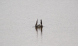An osprey takes a fish from the water's surface during the morning hours near the Great Mi...