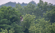 An osprey carries a fish in flight that it takes from the water's surface during the morni...