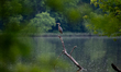 A great blue heron is seen during a brief rainstorm in the morning near the Great Miami Ri...