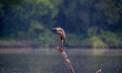A great blue heron is seen during a brief rainstorm in the morning near the Great Miami Ri...