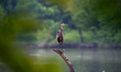 A great blue heron is seen during a brief rainstorm in the morning near the Great Miami Ri...