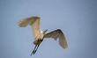 A great egret is seen in flight during the morning hours near the Great Miami River in Nor...