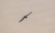 A cliff swallow flies during the morning hours near the Great Miami River in North Bend, O...