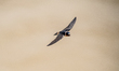 A cliff swallow flies during the morning hours near the Great Miami River in North Bend, O...
