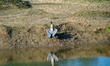 A blue heron suns itself during the morning hours near the Great Miami River in North Bend...