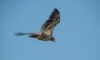 A juvenile bald eagle flies during the morning hours near the Great Miami River in North B...