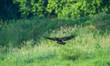 A golden eagle is in flight as it is harassed by a red-tree swallow during the morning hou...