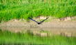 A golden eagle flies during the morning hours near the Great Miami River in North Bend, Oh...