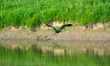 A golden eagle flies during the morning hours near the Great Miami River in North Bend, Oh...