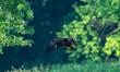 A golden eagle is in flight as it is harassed by a red-tree swallow during the morning hou...