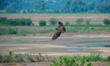 A golden eagle attempts to take a fish from a great blue heron during the morning hours ne...