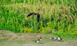 A golden eagle attempts to take a fish from a great blue heron during the morning hours ne...