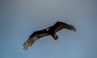 A turkey vulture flies during the morning hours near the Great Miami River in North Bend,...