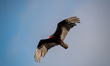 A turkey vulture flies during the morning hours near the Great Miami River in North Bend,...