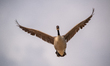 A Canada goose is seen in flight during the morning hours near the Great Miami River in No...