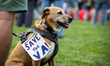 A dog joins housands of people at a rally for veterans on the 81st anniversary of D-Day, i...