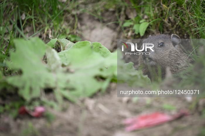 Daily Life In Longueuil