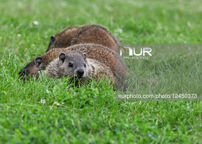 Daily Life In Longueuil