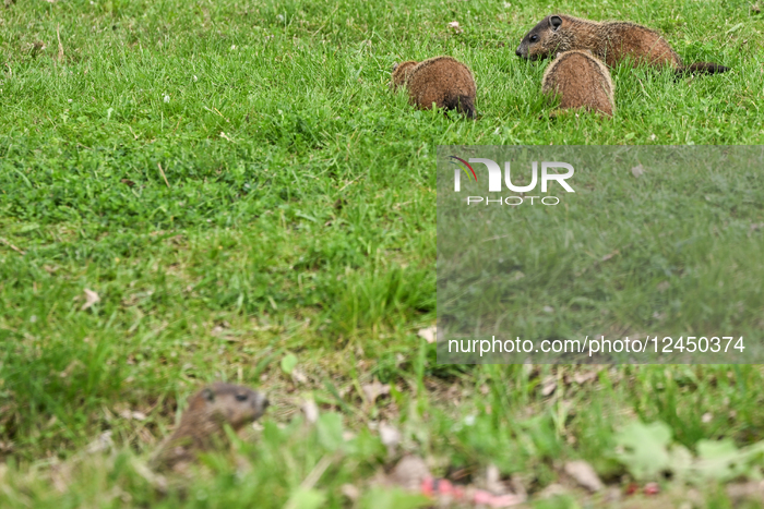 Daily Life In Longueuil