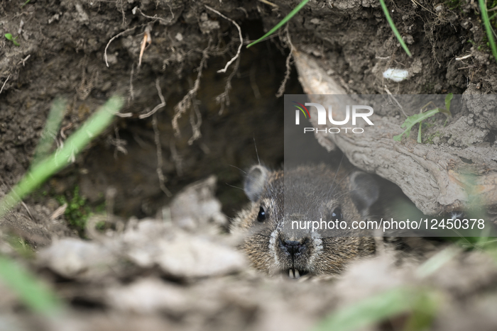 Daily Life In Longueuil