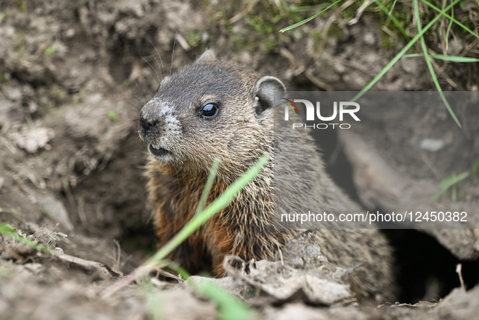 Daily Life In Longueuil