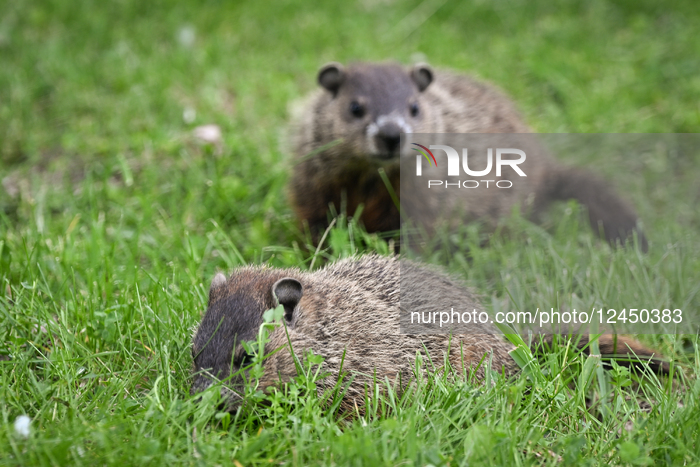 Daily Life In Longueuil