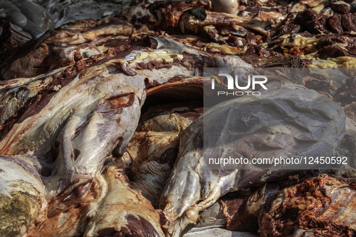 Qurban Eid Adha In Indonesia