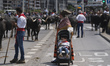 A mother and her son wear regional costumes during ''la Pasa'' parade of Tudancas cows, a...
