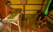 Farmers process drying tobacco leaves in Banyuresmi Village, Sumedang Regency, West Java,...