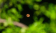 The Strawberry Moon, is seen in Tehatta, India, on June 11, 2025. 