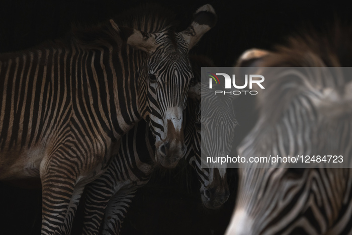 35th Anniversary Of The Cabarceno Nature Park