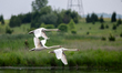 Mute swans take to flight at the Fernald Nature Preserve in Ross, Ohio, on June 18, 2025. 